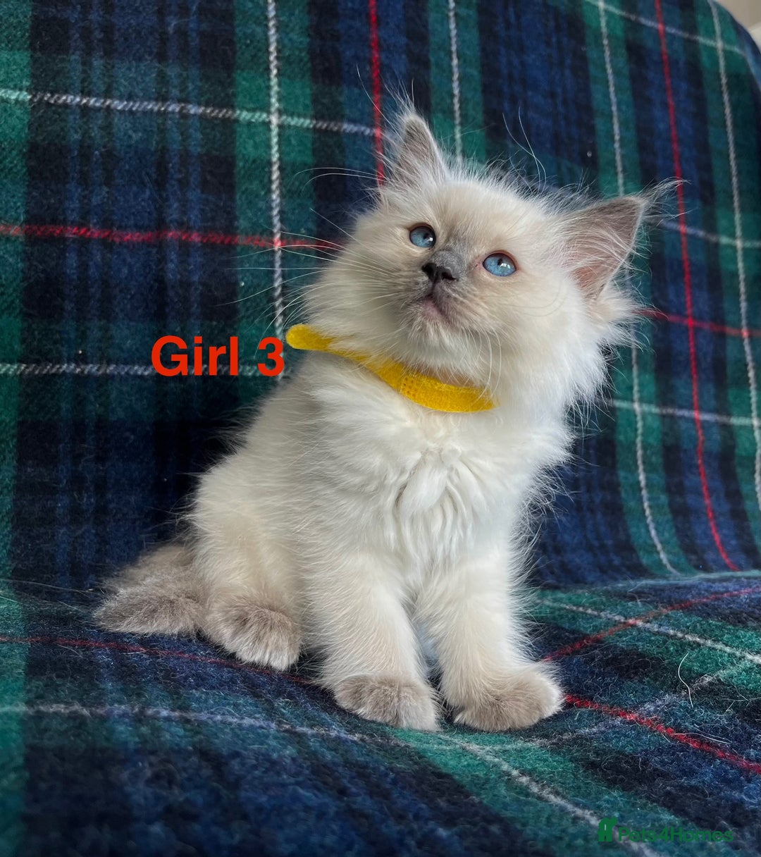 Ragdoll cats for sale: Ragdoll Kitten GCCF, ready now. - Image 12