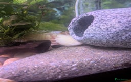 Axolotl reptiles for sale: Two axolotls and full setup - Image 3