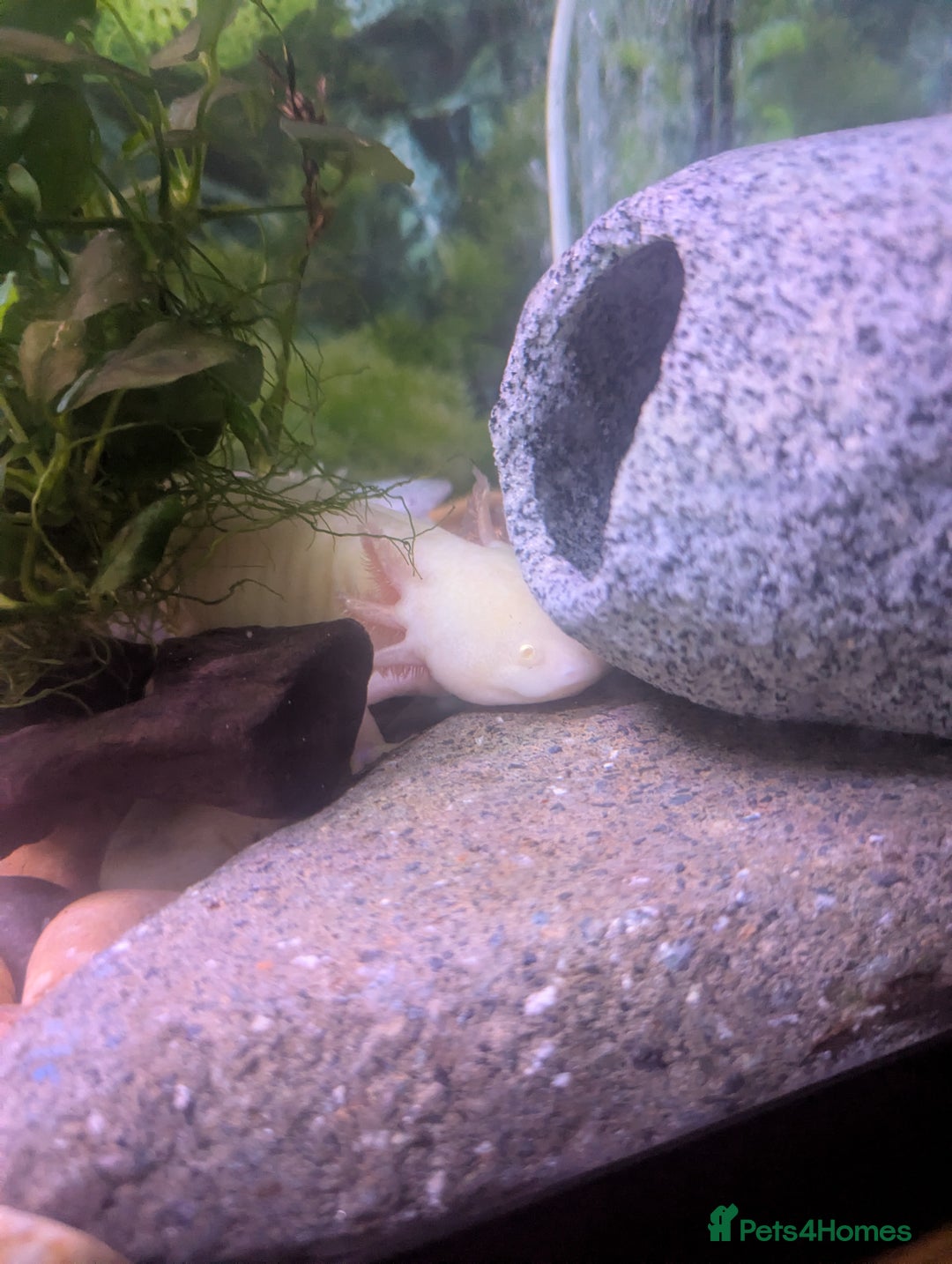 Axolotl reptiles for sale: Two axolotls and full setup - Image 3