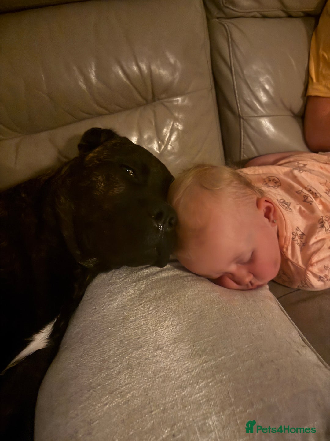 Cane Corso dogs for sale: Cane corso 9 months  - Image 4