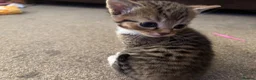 Mixed Breed cats for sale: Beautiful kittens  in Ipswich - Advert 11