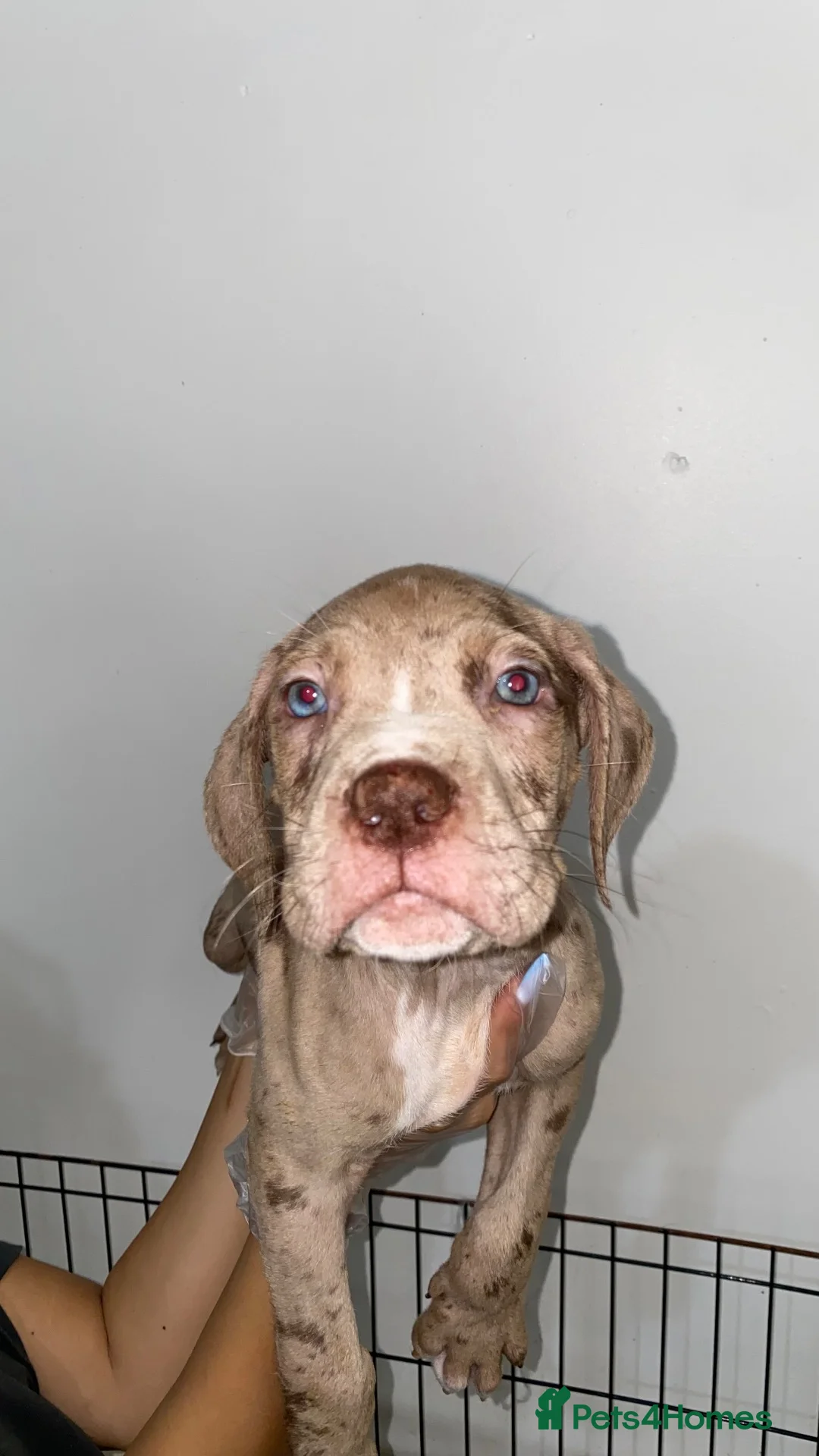 Mixed Breed dogs for sale: 8 week old Merle bandog puppies  - Advert 2