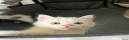 Mixed Breed cats for sale: Kittens  - Advert 11