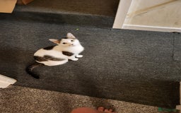 British Shorthair cats for sale: Female 9 week old kitten - Advert 1