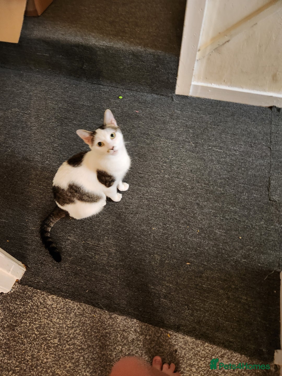 British Shorthair cats for sale: Female 9 week old kitten - Advert 1