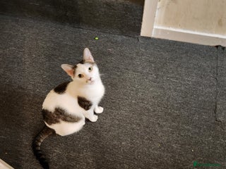 British Shorthair cats Female 9 week old kitten - Advert 9