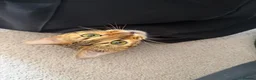 Bengal cats for sale: Beautiful purebred bengal cat Half Champion🐆 - Advert 5