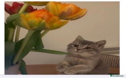 Brazilian Shorthair cats for sale: BritishShorthair Friendly Male Cat Romeo - Image 1