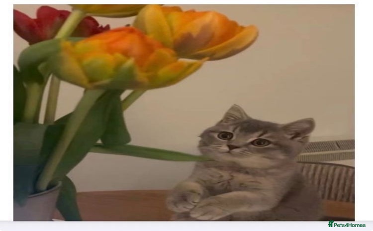 Brazilian Shorthair cats - Advert 11
