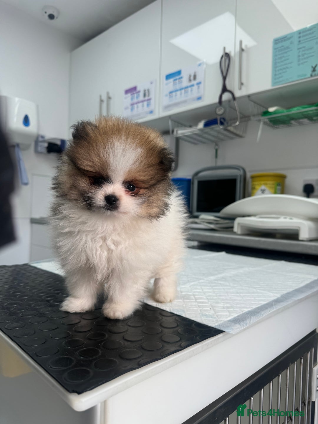 Pomeranian dogs for sale: Unique patterned Pomeranians 🩵 - Advert 7