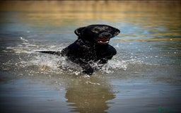 Labrador Retriever dogs for sale: Gorgeous Labrador Puppies   - Image 10