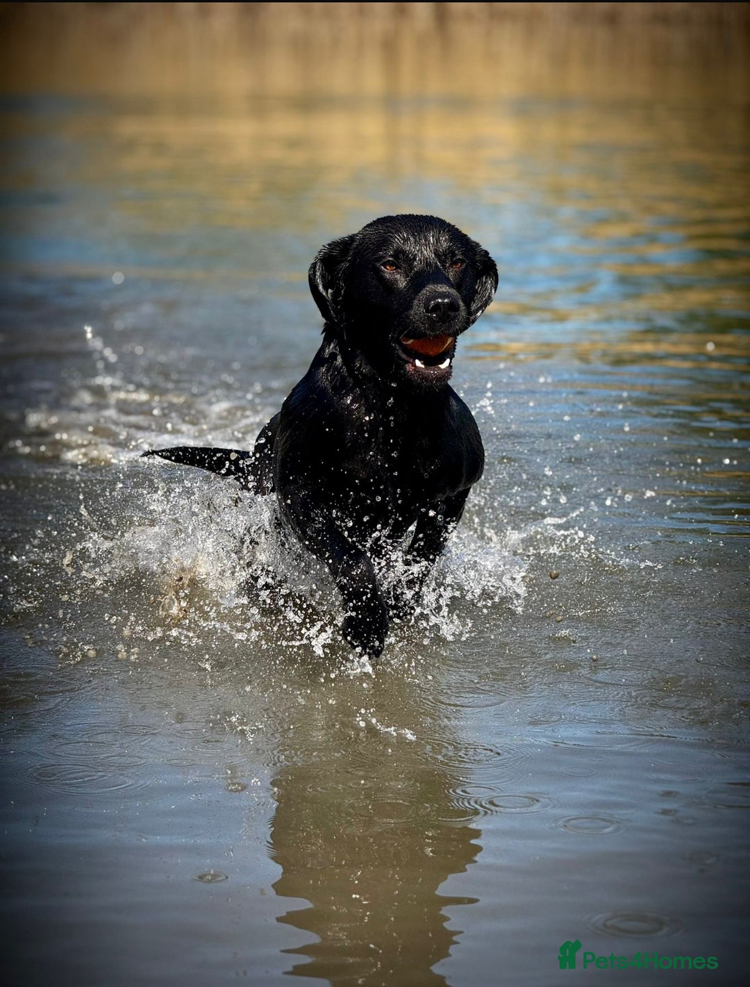 Labrador Retriever dogs for sale: Gorgeous Labrador Puppies   - Image 10