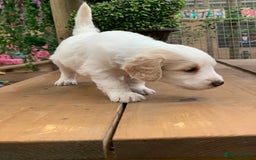 Bernedoodle dogs for sale: Midi Medium Bernedoodle Puppies  - Image 19