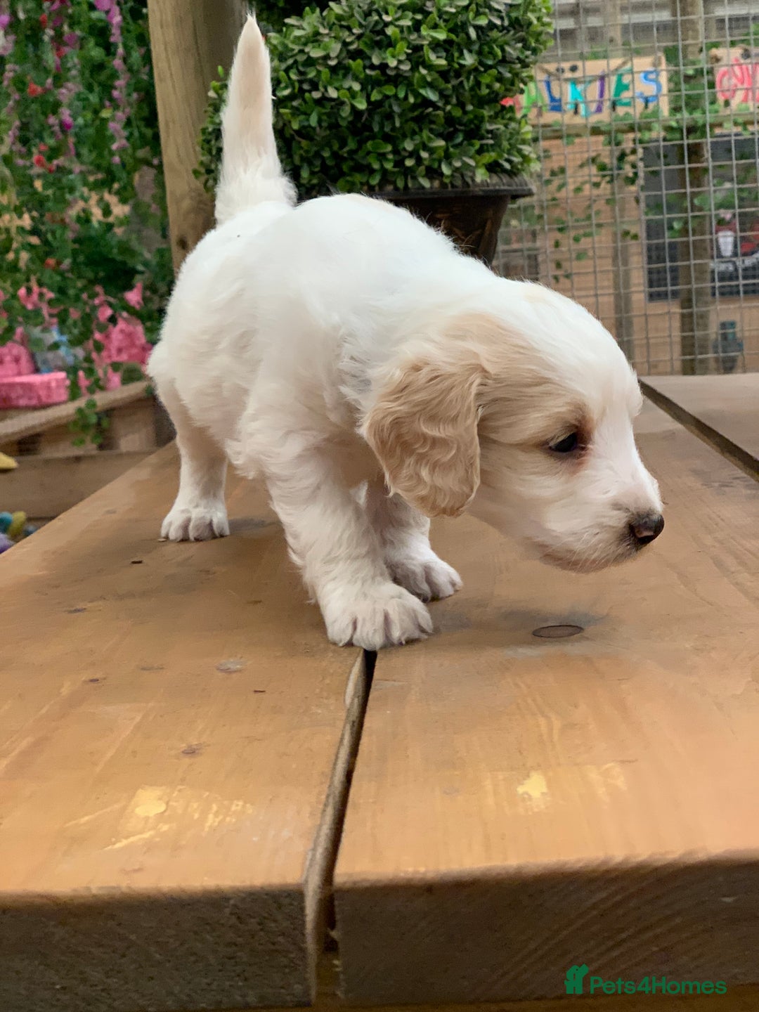 Bernedoodle dogs for sale: Midi Medium Bernedoodle Puppies  - Image 19