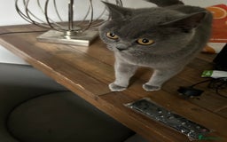 Scottish Fold cats for sale: Beautiful Grey Scottish Fold - Image 2