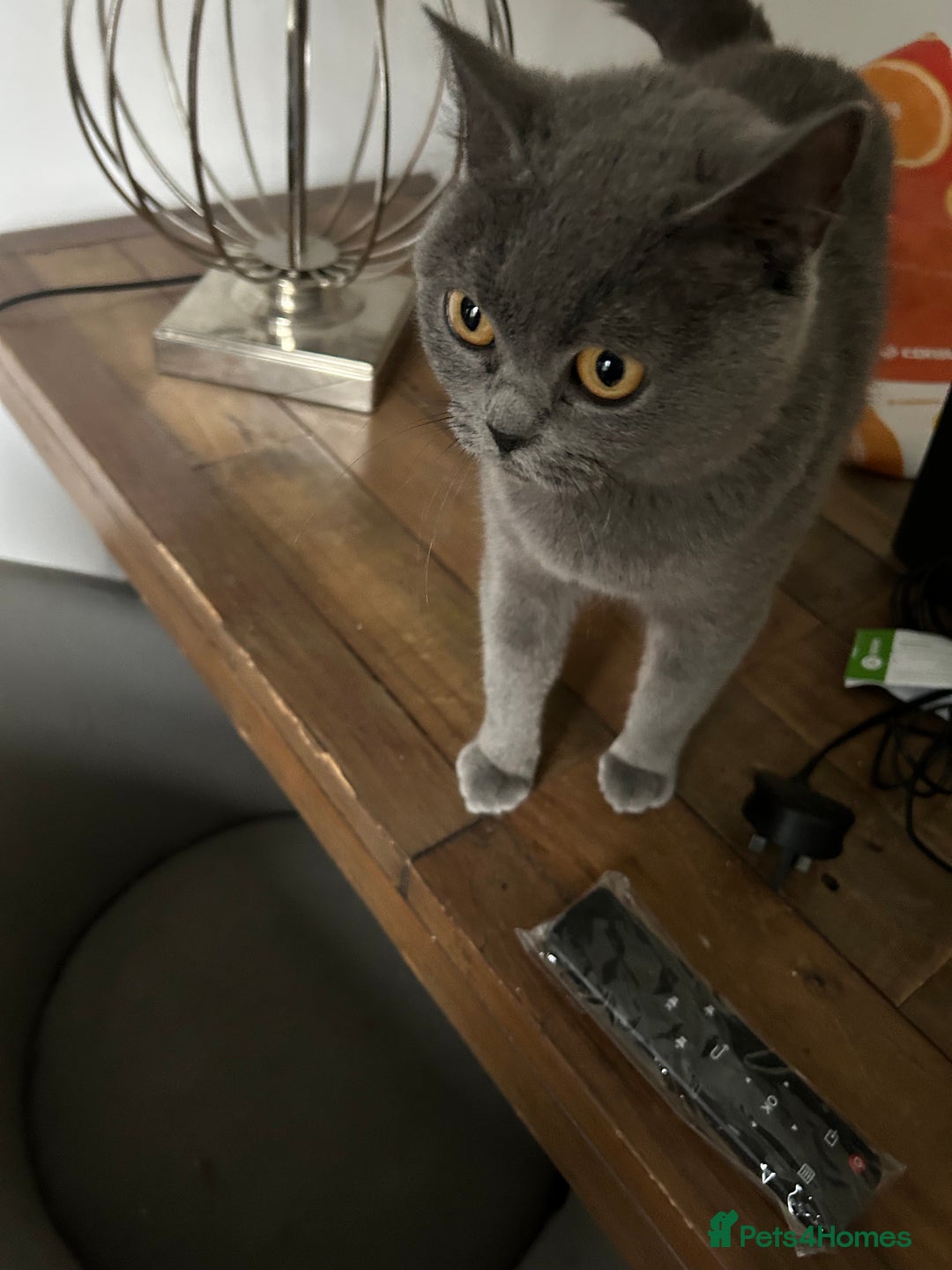 Scottish Fold cats for sale: Beautiful Grey Scottish Fold - Image 2