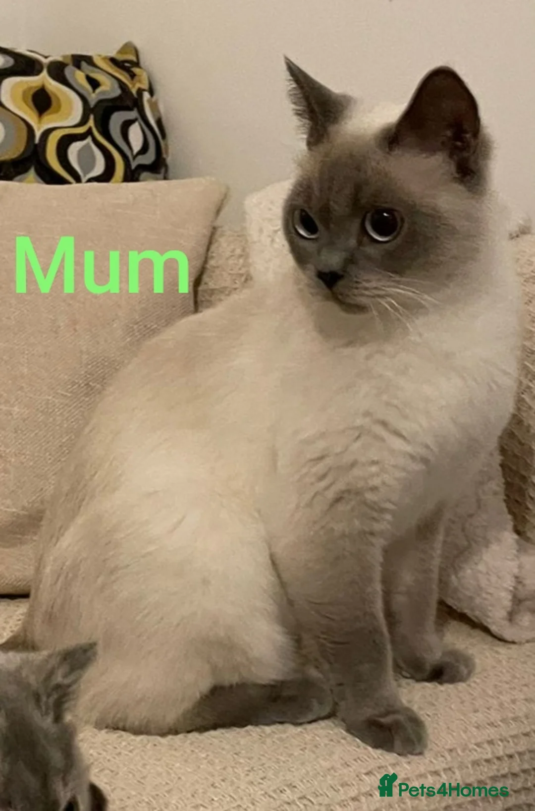 British Shorthair cats for sale: Adorable BSH kittens, GCCF reg. - Advert 11