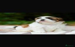 Shih Tzu dogs for sale: Lovely Shih Tzu looking for a new home - Image 3