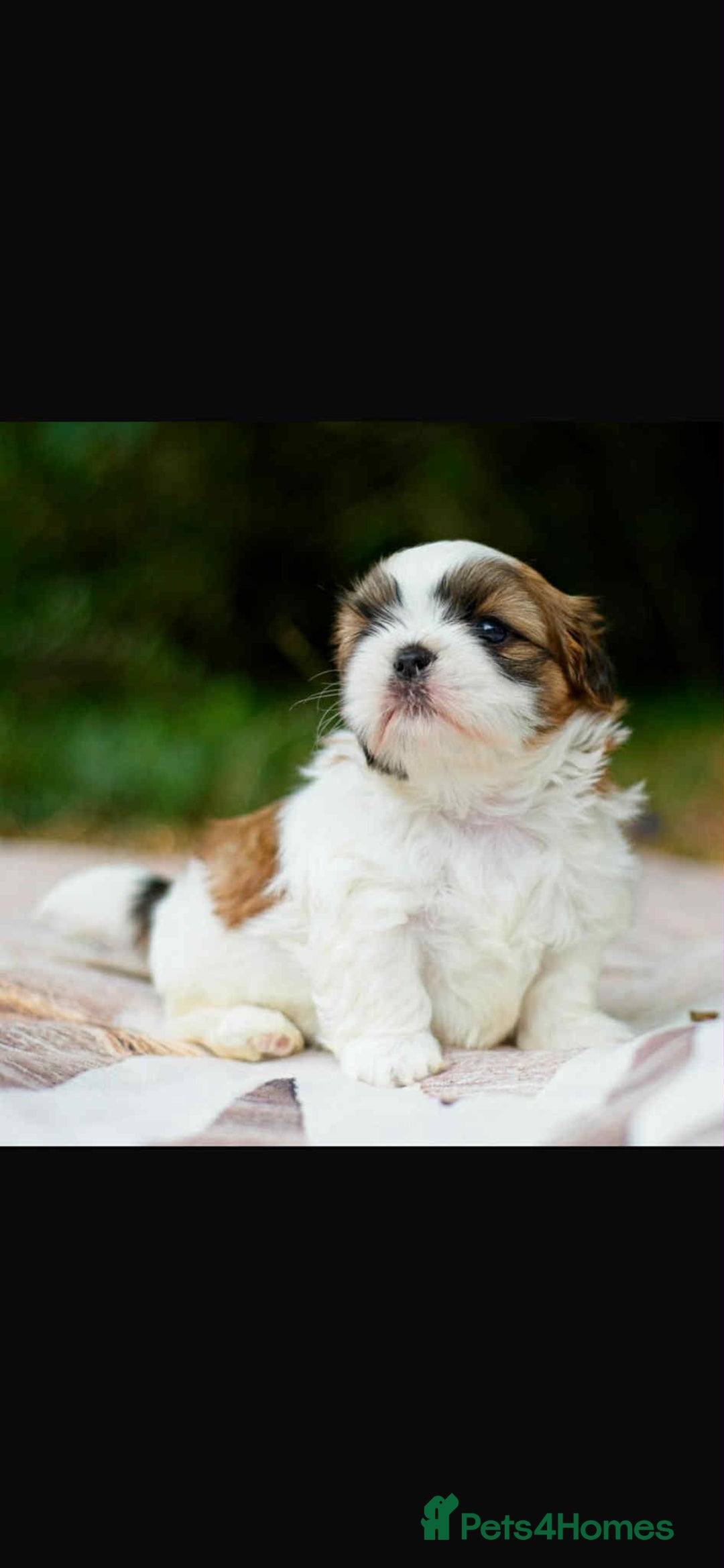 Shih Tzu dogs for sale: Lovely Shih Tzu looking for a new home - Image 3