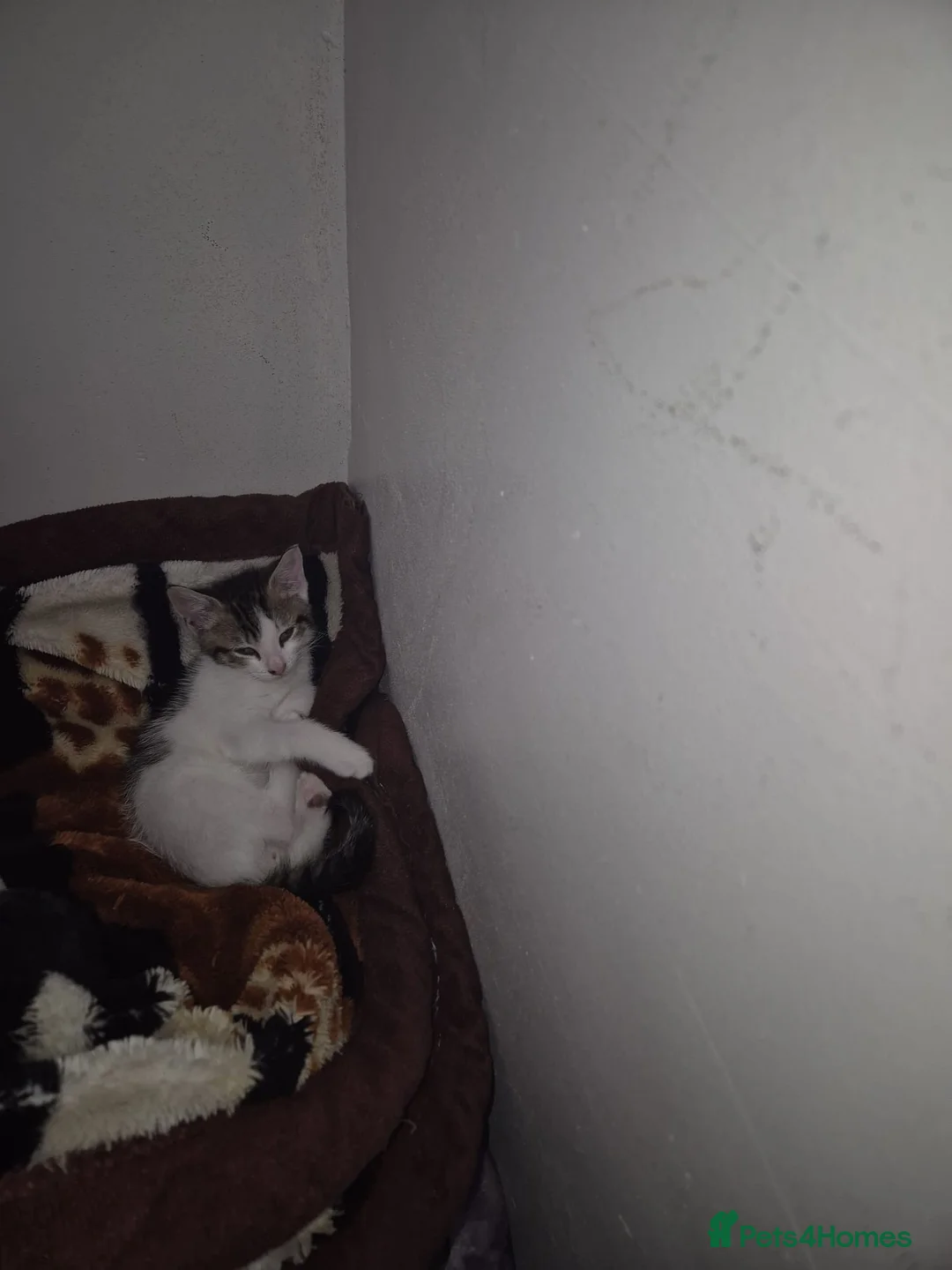 Mixed Breed cats for sale: Mixed Breed  in Dewsbury - Advert 9