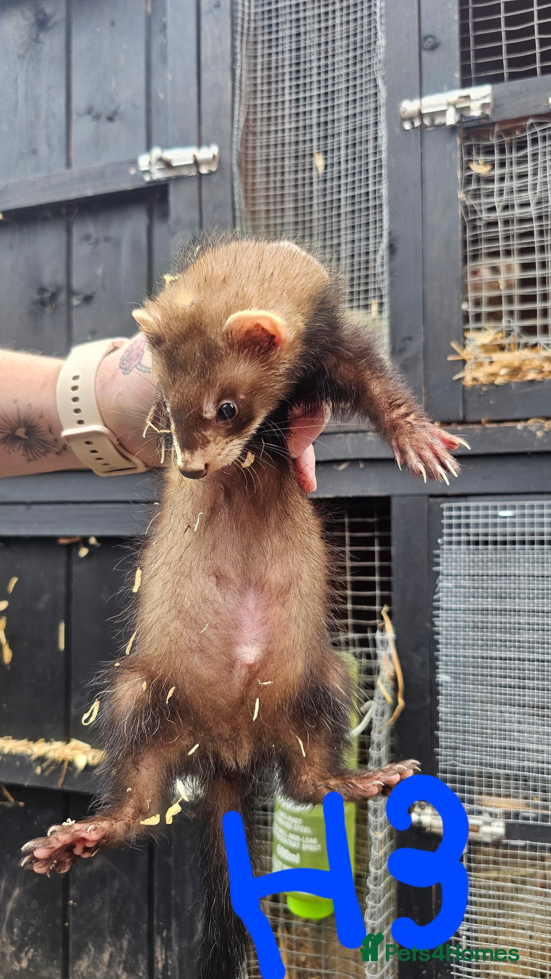 Ferret rodents for sale: Ferret Kits - Image 5