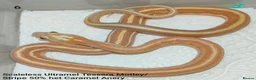 Corn Snake reptiles for sale: Scaleless Cornsnakes - Advert 4
