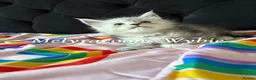 Maine Coon cats for sale: ⭐Mainecoon kittens-Champion lines⭐  - Advert 5