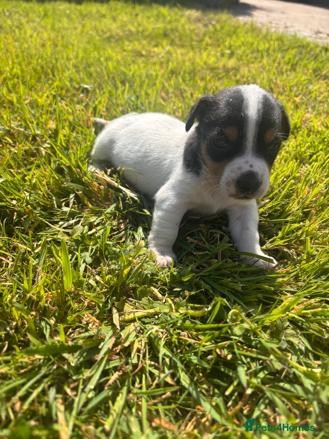 Jack Russell dogs for sale: Jack Russell Puppies For Sale in Launceston - Advert 13