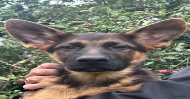 German Shepherd dogs - Advert 14