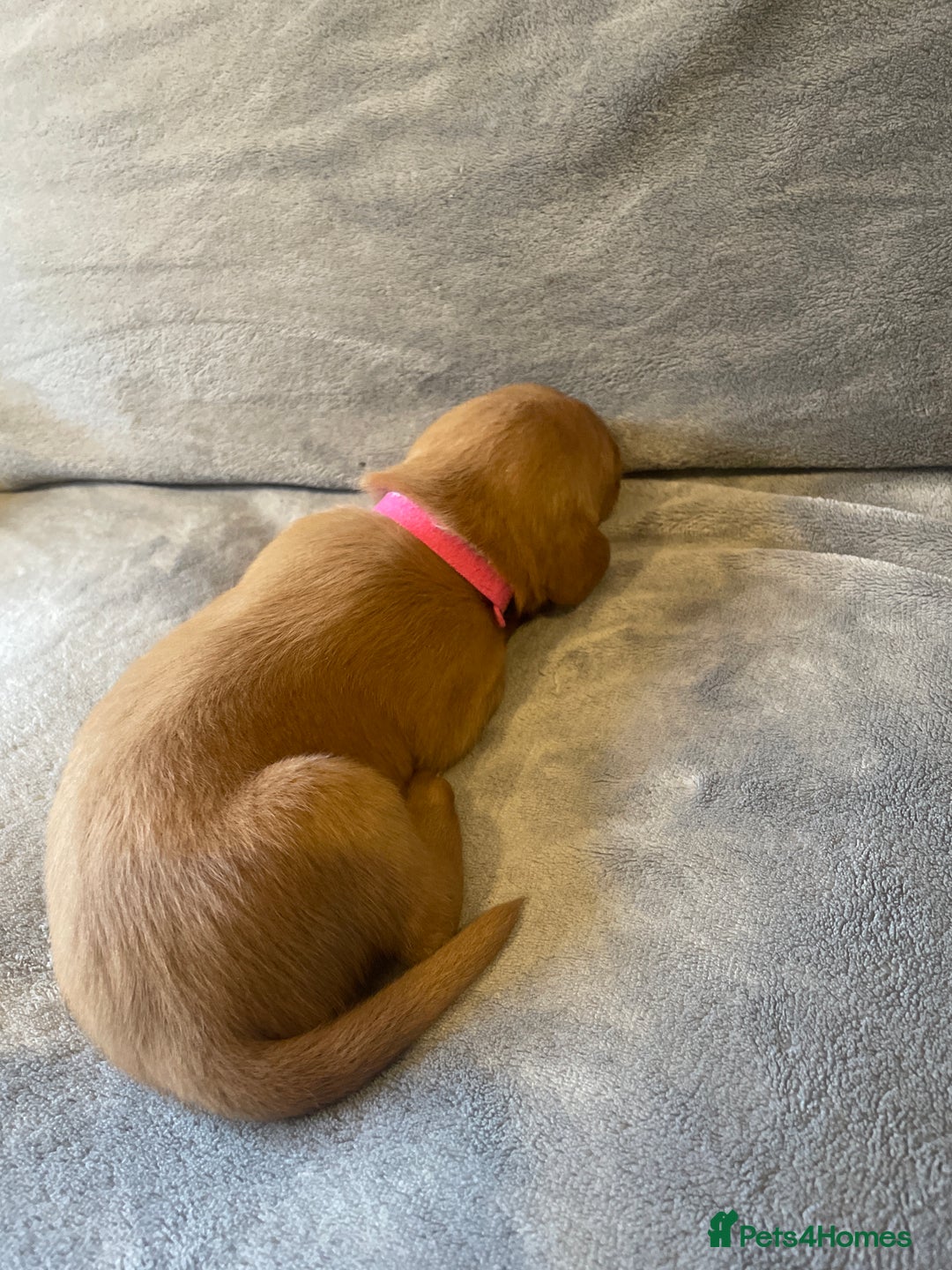 Labradoodle dogs for sale: F1b labradoodle puppies - Advert 21