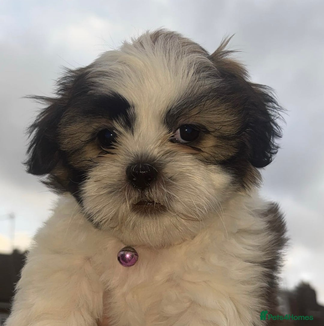 Cava Tzu dogs for sale: READY NOW in Leicester - Image 2