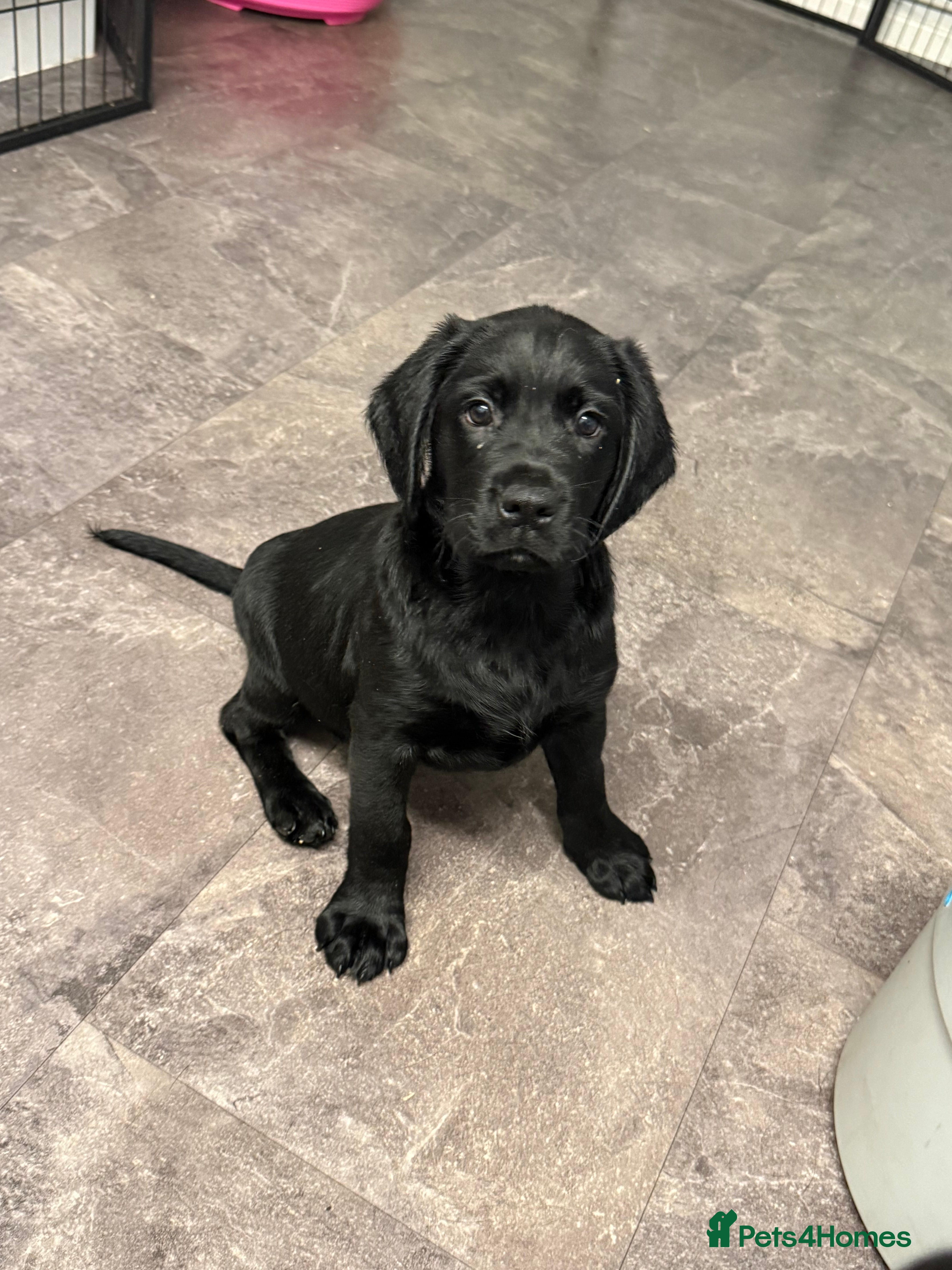 Mixed Breed dogs Sprockador puppies looking for their new homes!  - Advert 5