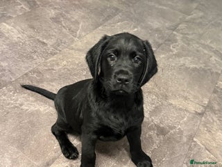 Mixed Breed dogs Sprockador puppies looking for their new homes! - Advert 5