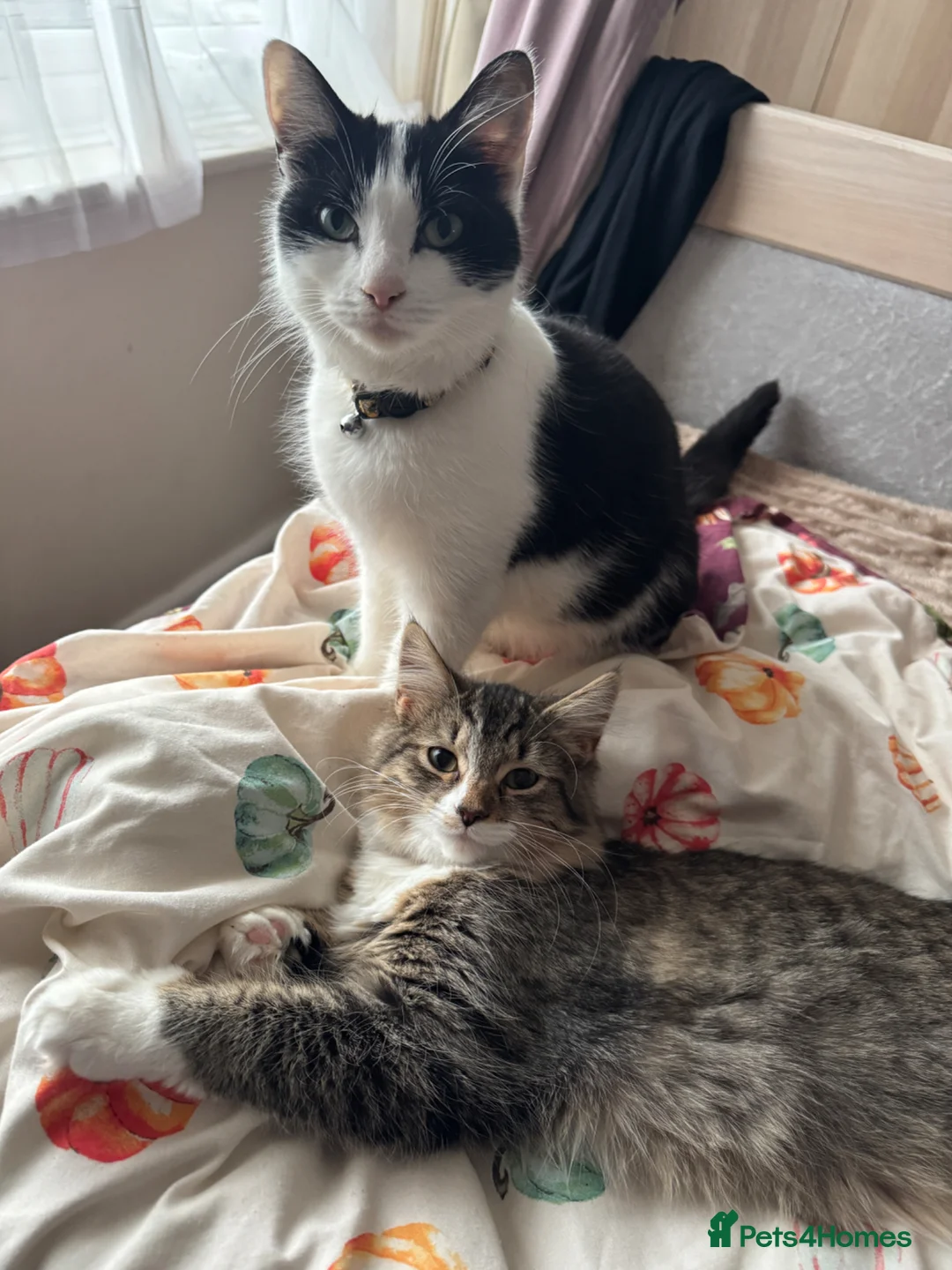 Mixed Breed cats for sale: One male and one female kitten  - Advert 1