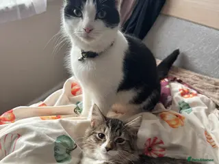 Mixed Breed cats One male and one female kitten - Advert 1