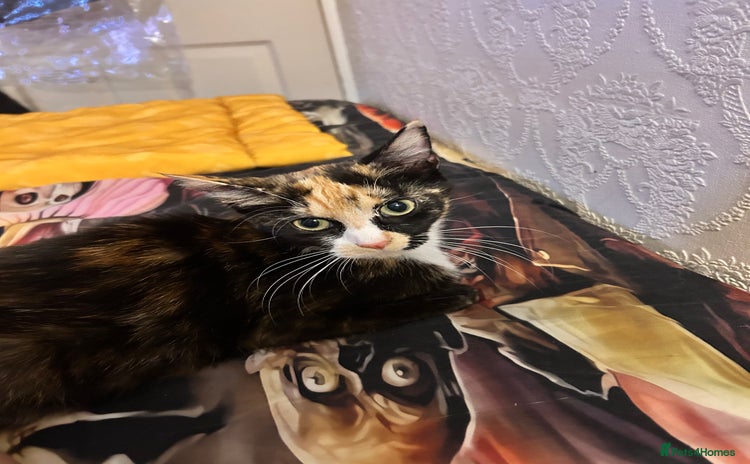 Domestic Shorthair cats - Advert 16