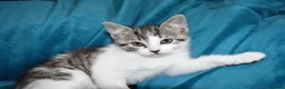 Mixed Breed cats for sale: 6 Gorgeous kittens for sale - Advert 5