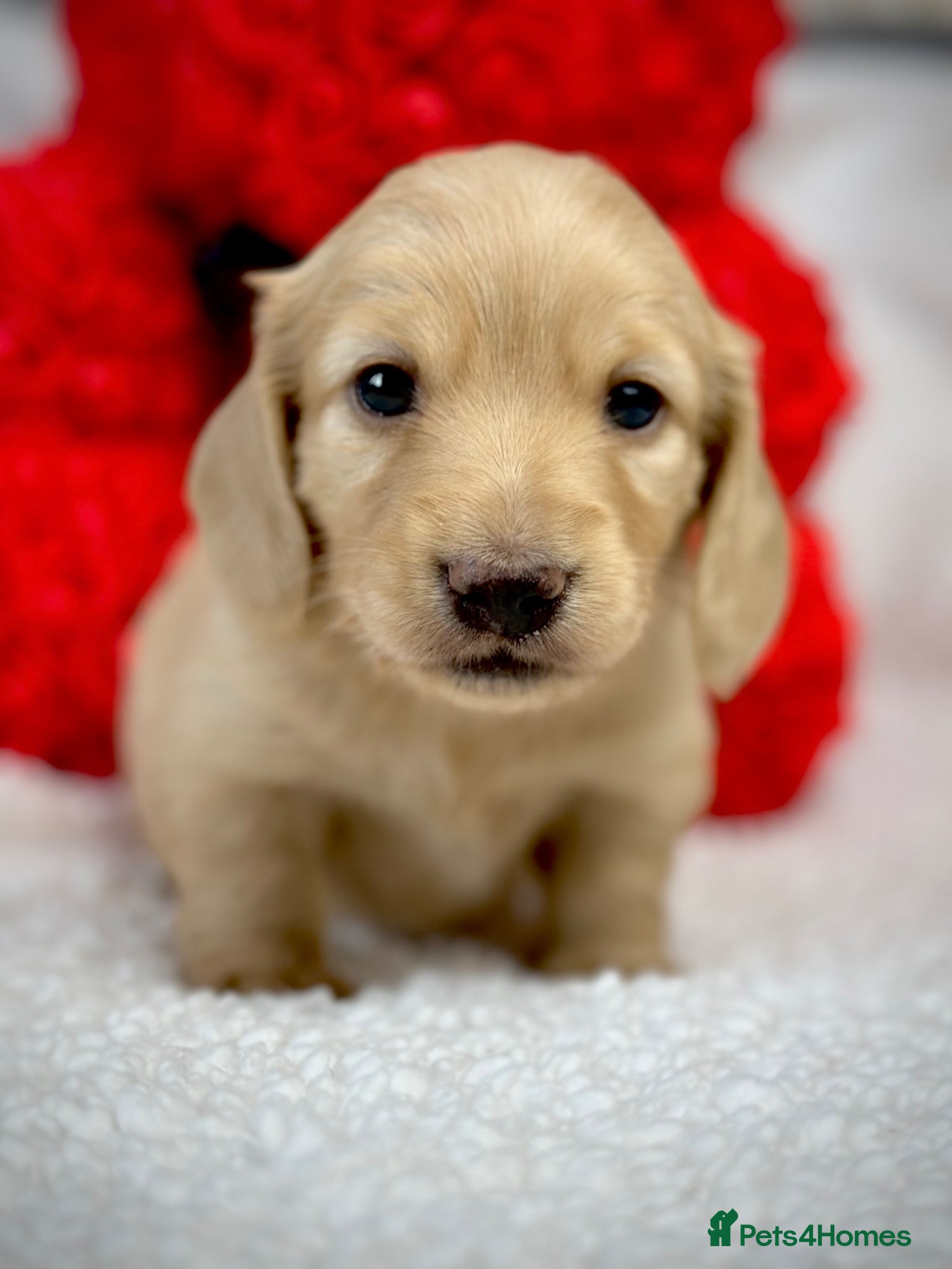 Miniature Dachshund dogs 𝕃𝕠𝕟𝕘 𝕙𝕒𝕚𝕣𝕖𝕕 𝕞𝕚𝕟𝕚 𝕕𝕒𝕔𝕙𝕤𝕙𝕦𝕟𝕕 - Advert 1