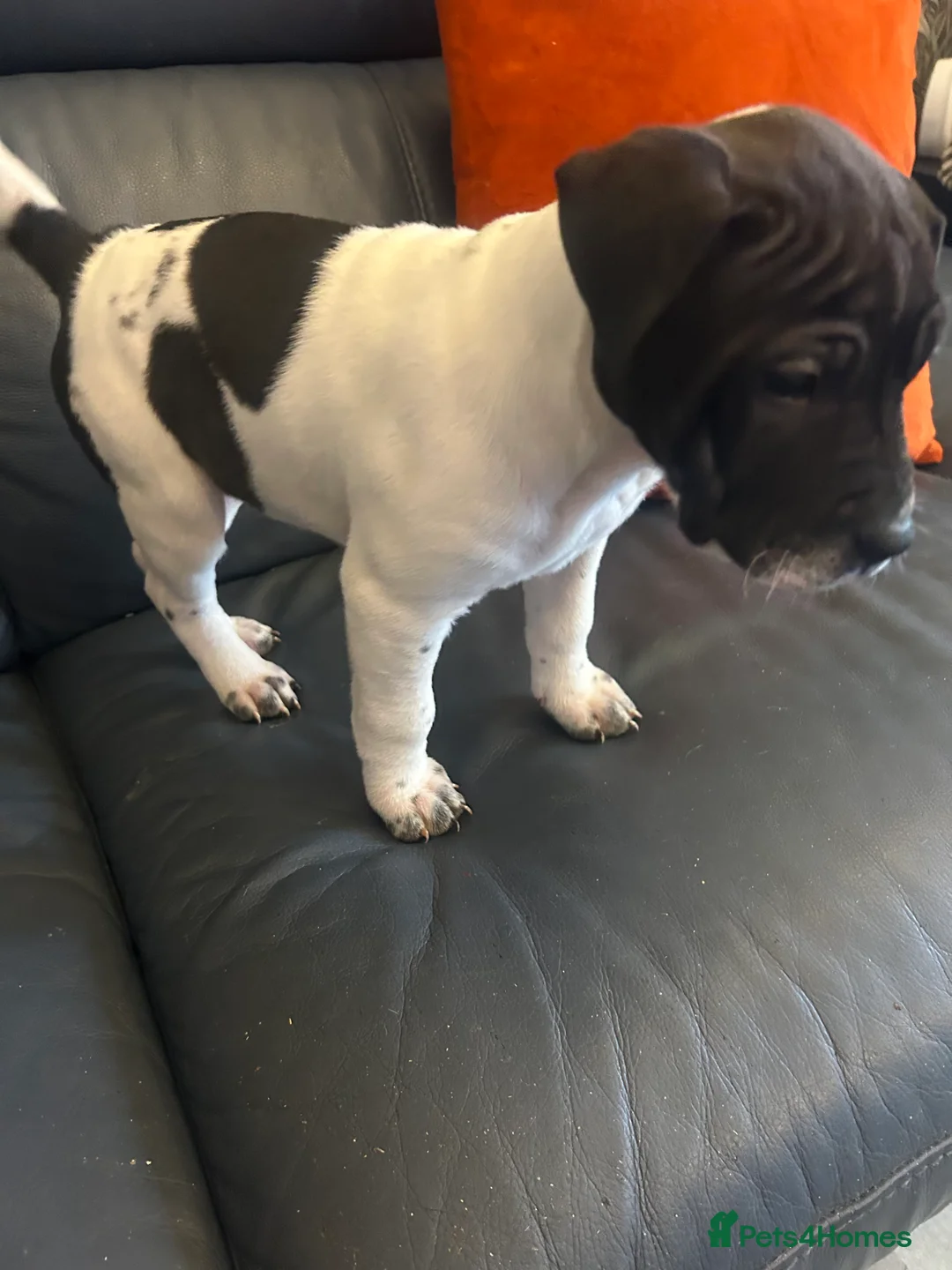 Mixed Breed dogs for sale: Shapei x pocket bully ready now  - Advert 3