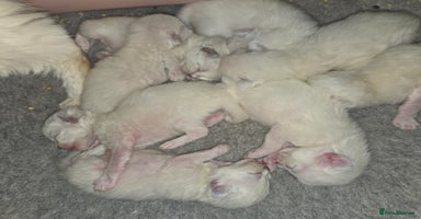 Ragdoll cats - Advert 6