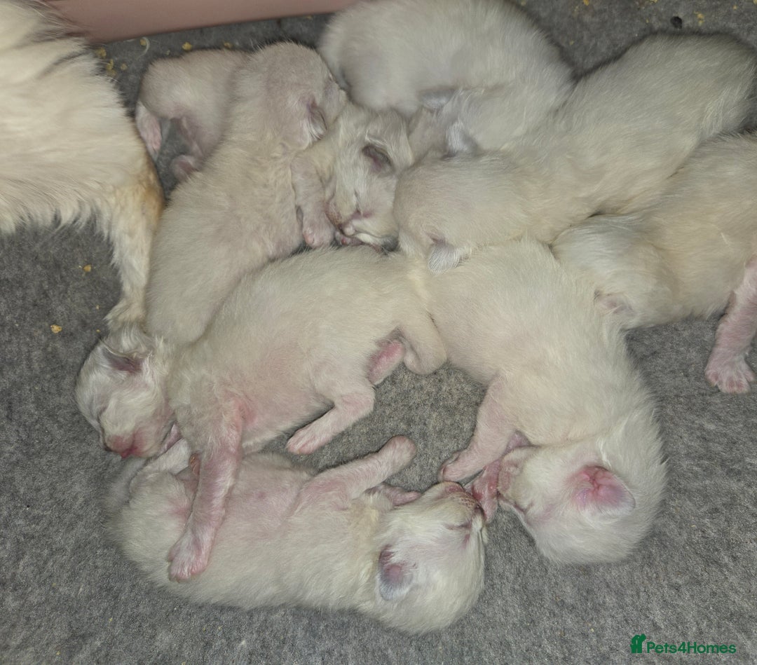 Ragdoll cats for sale: Beautiful GCCF Reg Pure Bred Ragdoll kittens - Image 3