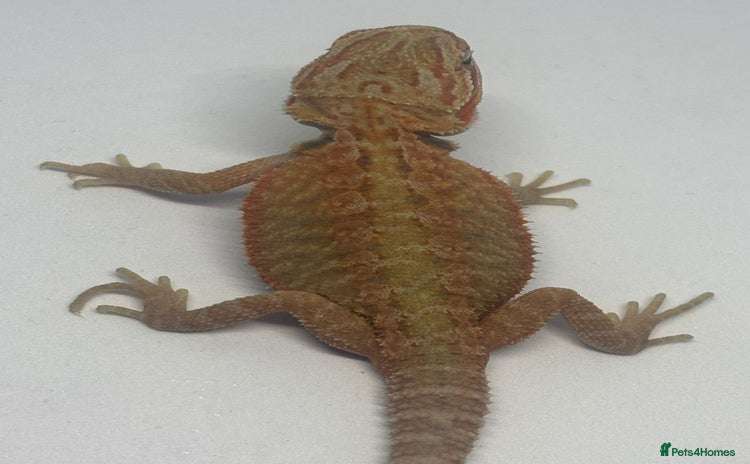 Bearded Dragon reptiles - Advert 1