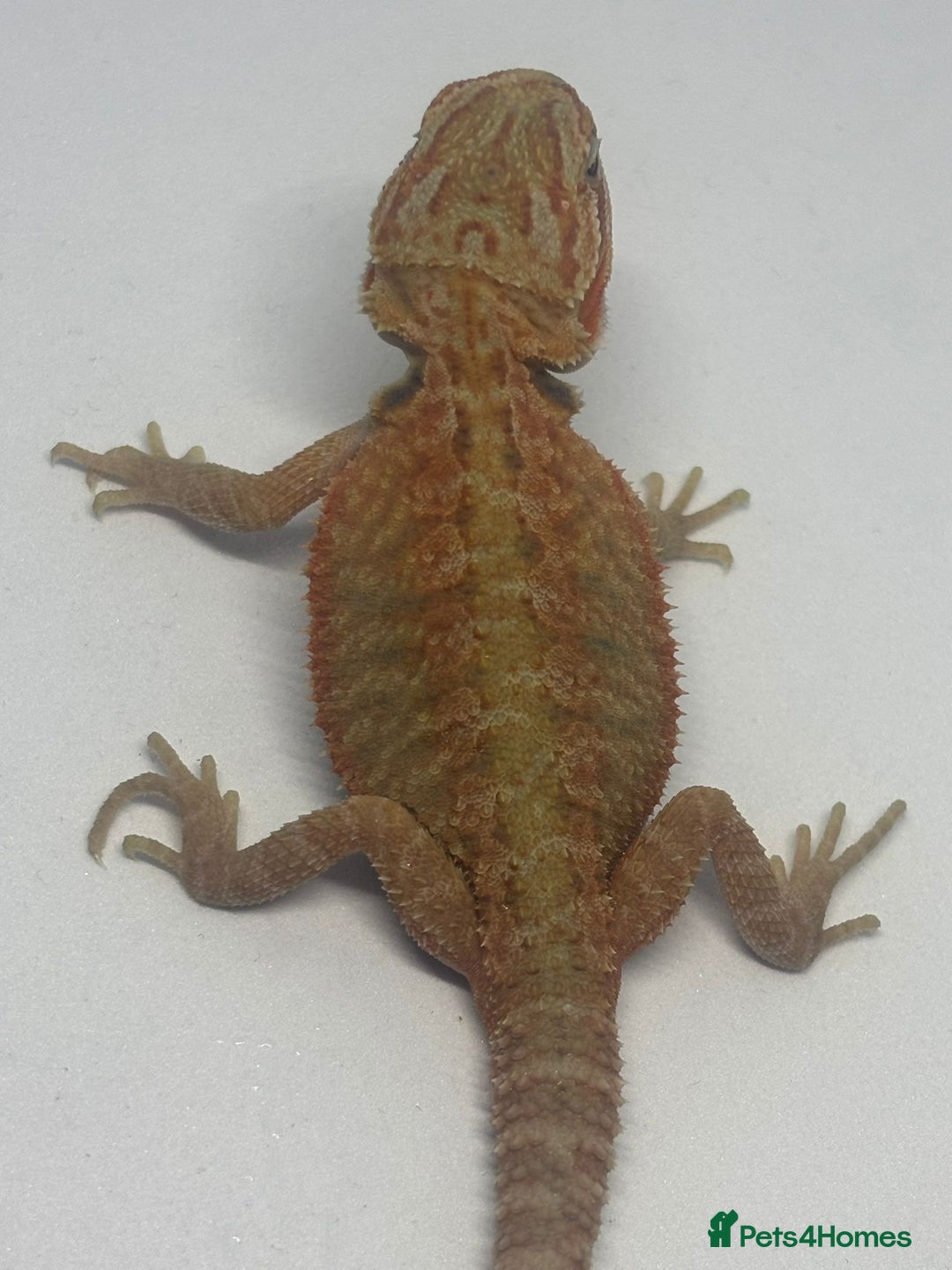 Bearded Dragon reptiles for sale: Baby beardies - Image 1