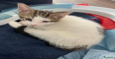 Mixed Breed cats - Advert 13