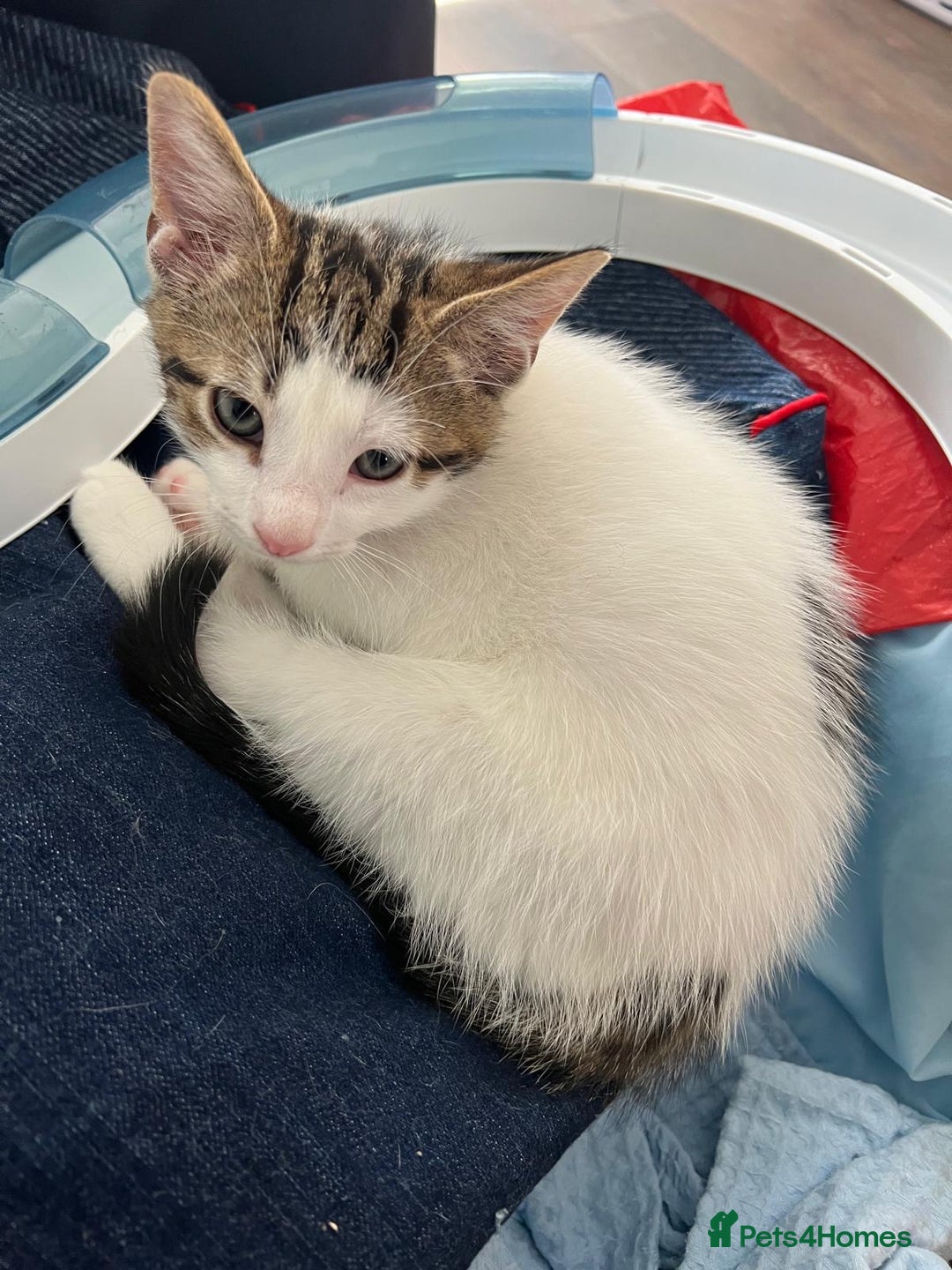 Mixed Breed cats for sale: 🐾Playful Kittens Ready for Loving Homes. - Image 2