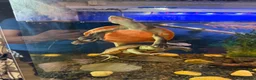 Turtle reptiles for sale: Pink Bellied Turtle  - Advert 1