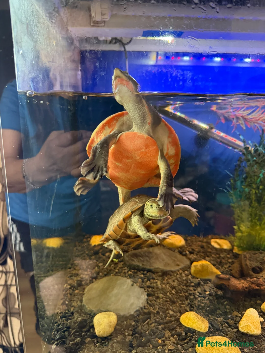 Turtle reptiles for sale: Pink Bellied Turtle  - Advert 1