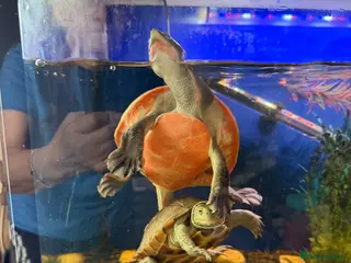 Turtle reptiles Pink Bellied Turtle - Advert 10