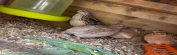 Quail poultry for sale: Mixed mutation coturnix quail  - Advert 3