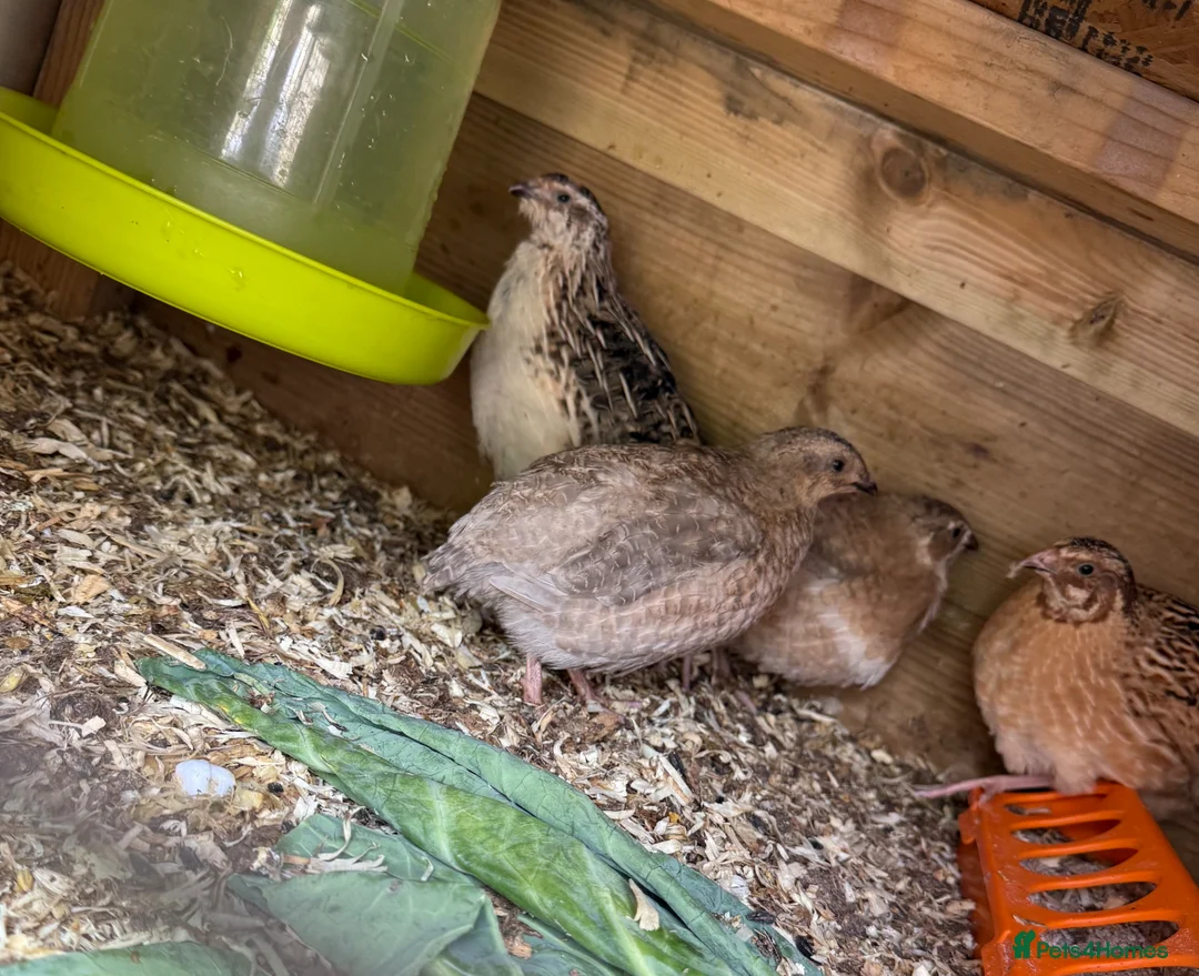 Quail poultry for sale: Mixed mutation coturnix quail  - Advert 3